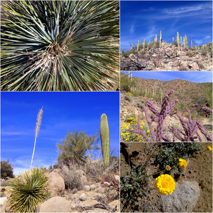 丝兰从内部，山坡上的saguaros，紫色的茎霍拉，沙漠万寿菊花，一个很高的丝兰茎