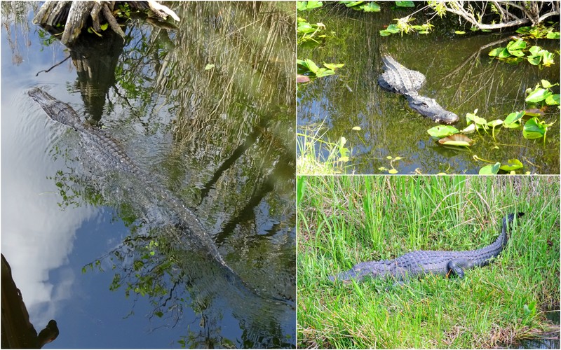 大沼泽国家公园的鳄鱼