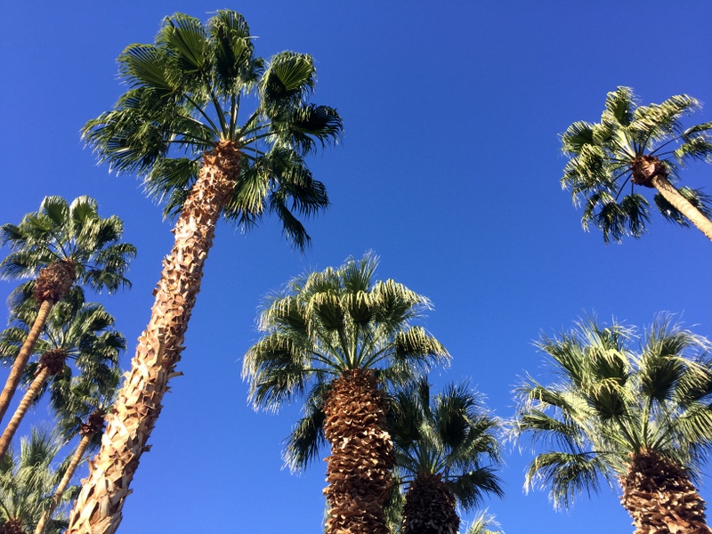 棕榈树、CA